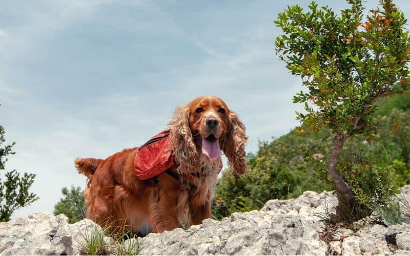 Small dog wearing backpack hiking along rocky path