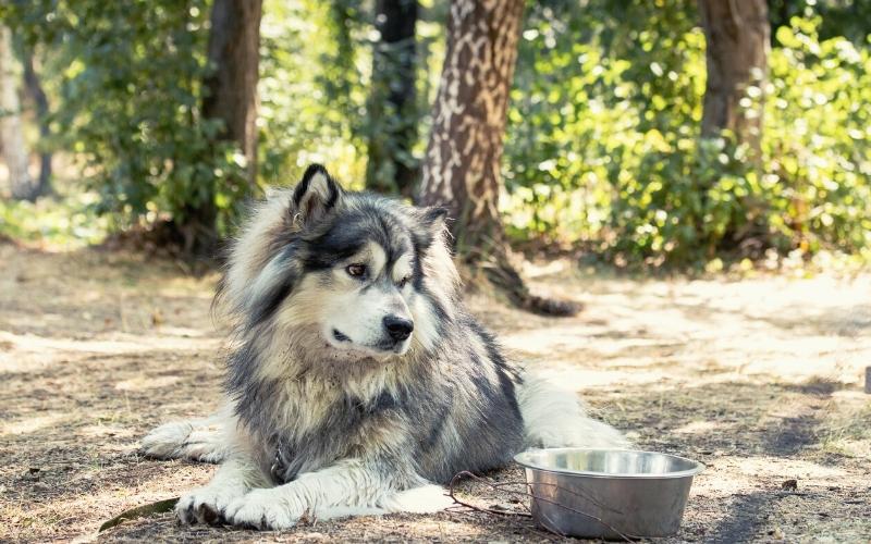 alaskan malamute