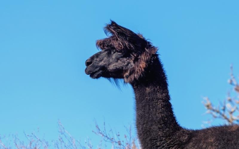 alpacas in green acres ATX texas