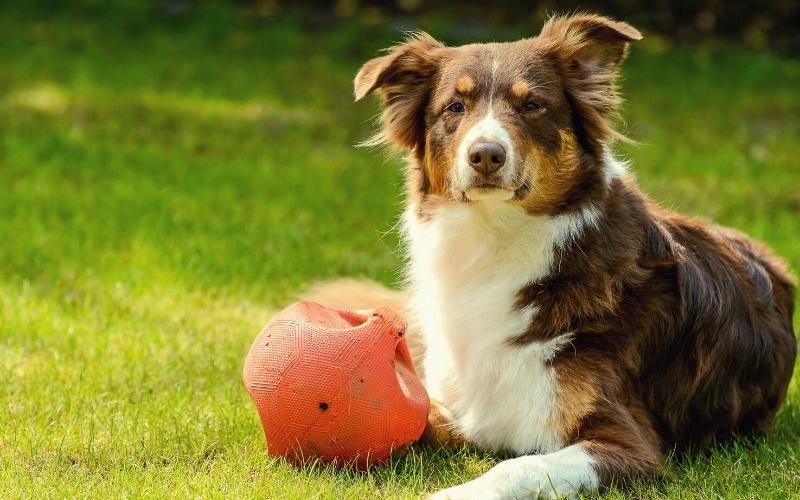 australian shepherd