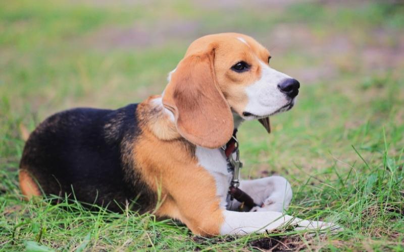 beagle harrier