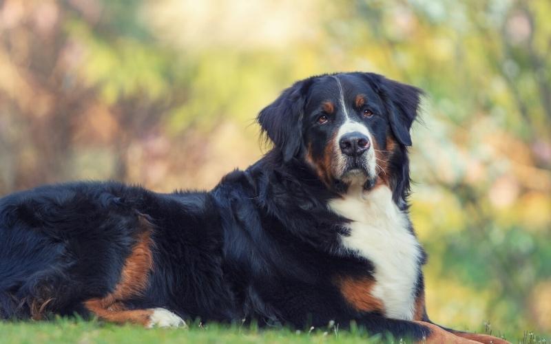 bernese mountain dog