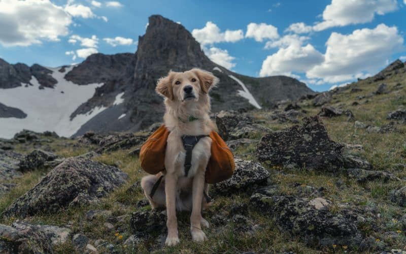 Dog wearing backpack sitting atop a mpuntain