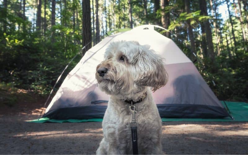 Proud white dog sitting in front of its tent