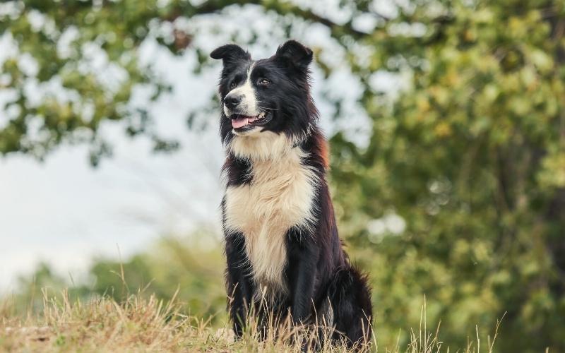 border collie