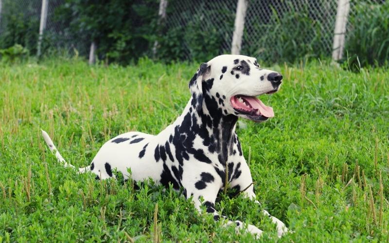 dalmatian