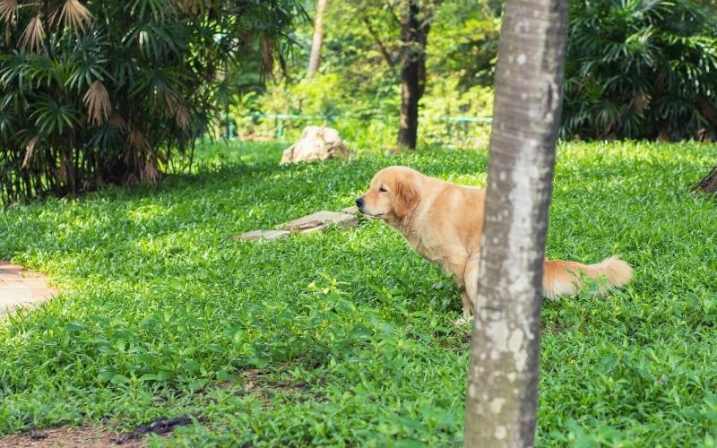 dog pooping