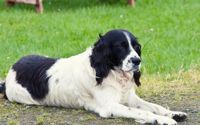 english springer spaniel