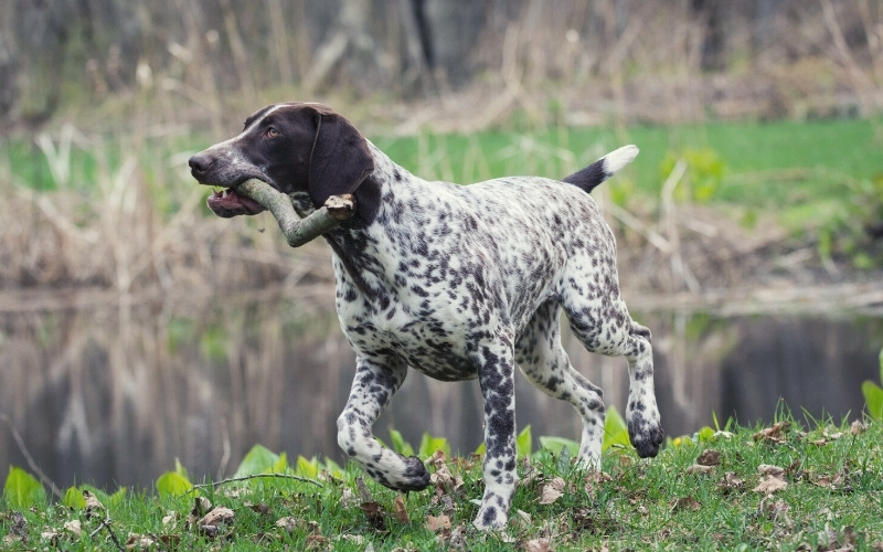 german shorthaired pointer