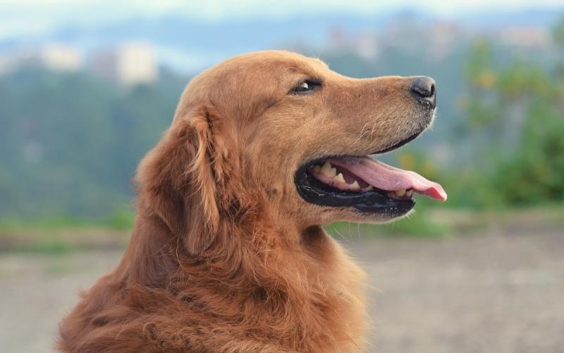 golden retriever