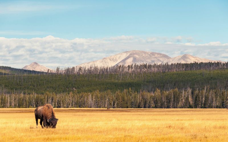 Yellowstone National Park, Wyoming