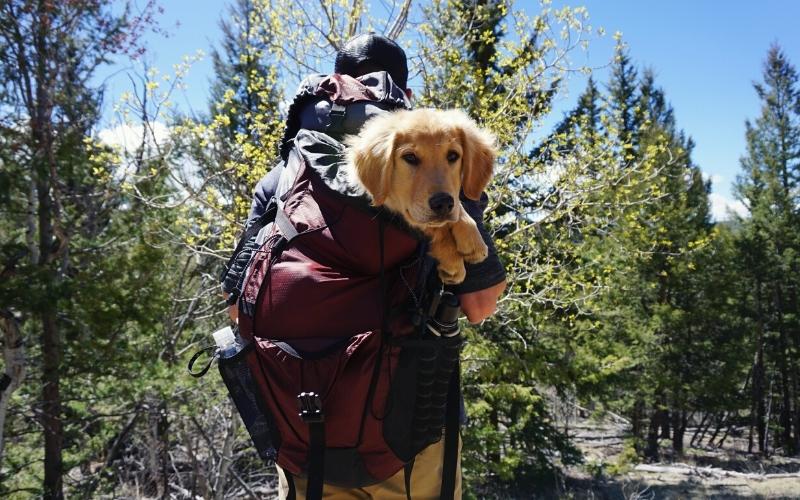 hiker carrying his dog