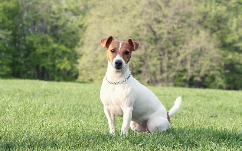 jack russell terrier