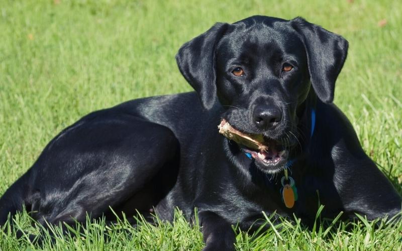 labrador retriever