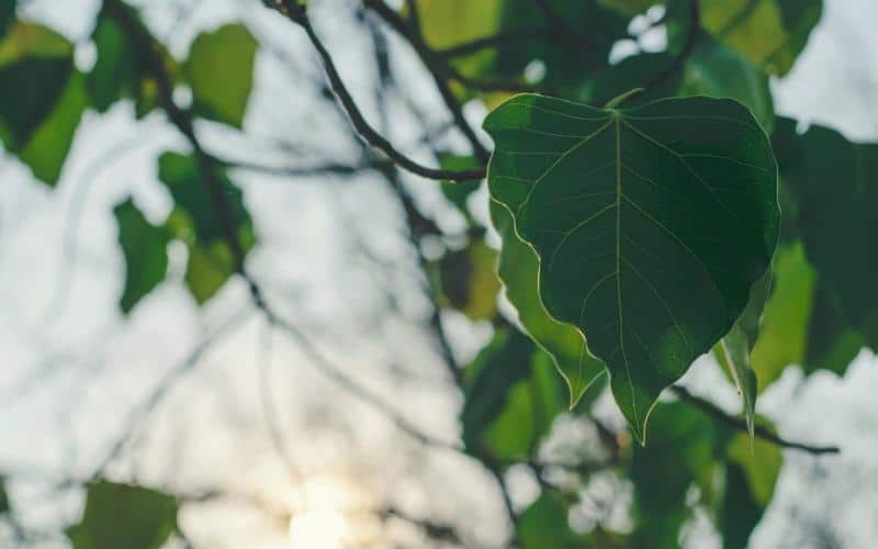 leaves