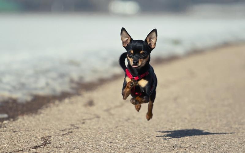 miniature pinscher