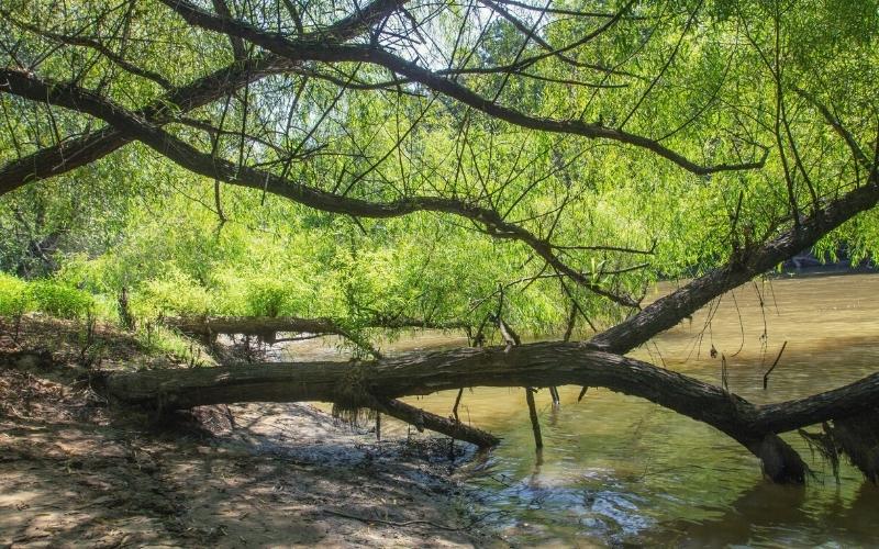 overhanging tree at neuse river north carolina