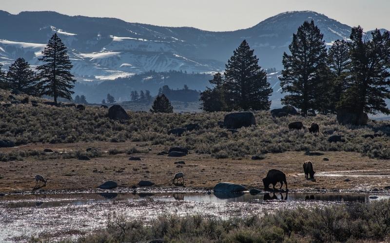 pebble creek campground yellowstone