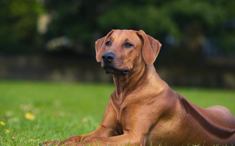 rhodesian ridgeback