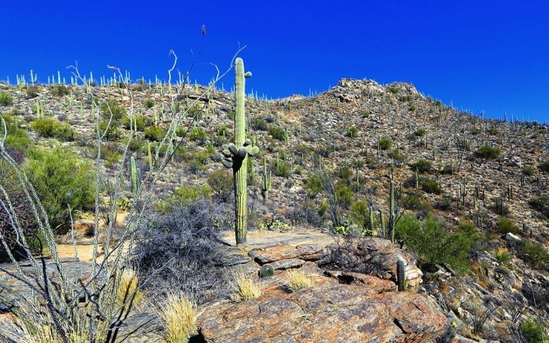 rincon mountain tucson