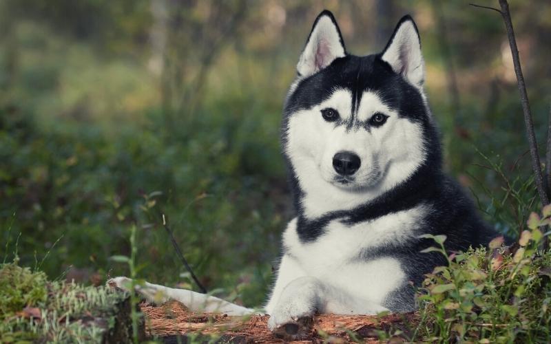 siberian husky