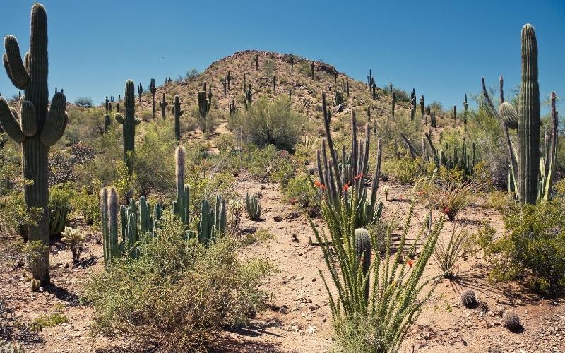 sonoran desert tucson