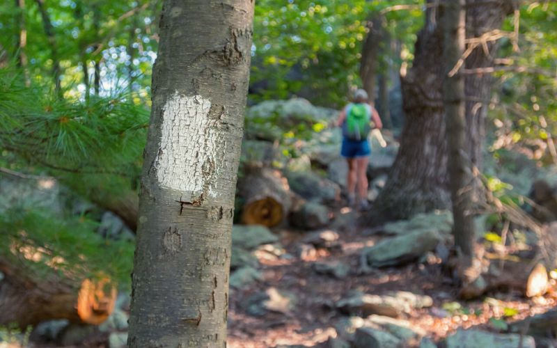 Blaze trail marker on tree in forested trail