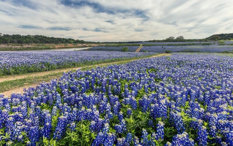 Bluebonnet blooming austin texas