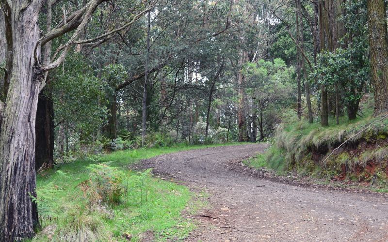 Fire road into forest