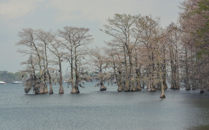 Cypress trees in Lake Bruin Louisiana