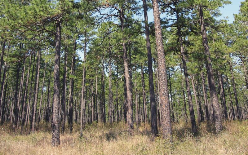Longleaf Pine (Pinus palustris) in Kisatchie National Forest