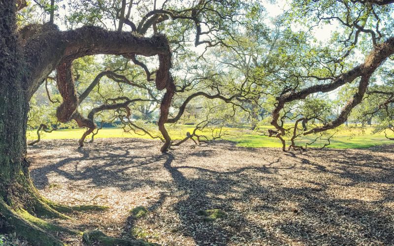 Trees in Lousiana