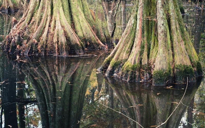 tree trunks at chicot state park louisiana