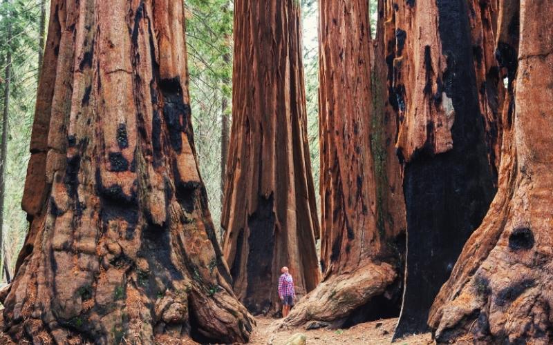 giant sequoias at king canyon california