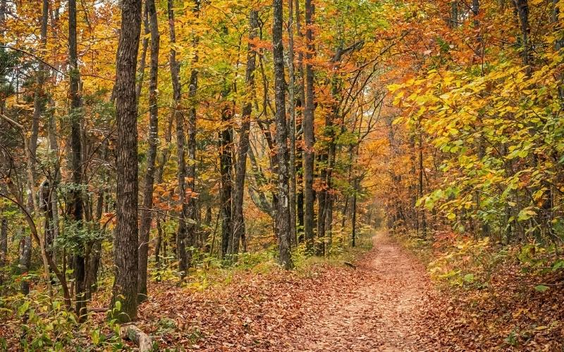 trail in fall