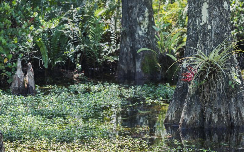 Big Cypress National Preserve, Florida