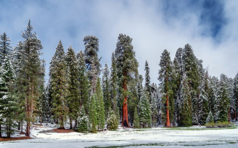 Big Tree Trail, Sequoia, California