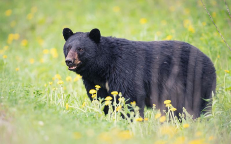 Black bear with tall pointed ears