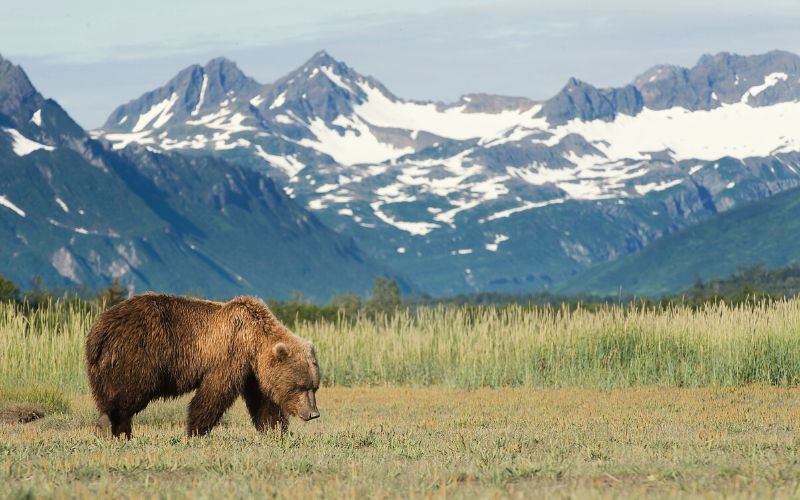 Brown bear in fields in front of Alaskan mountains