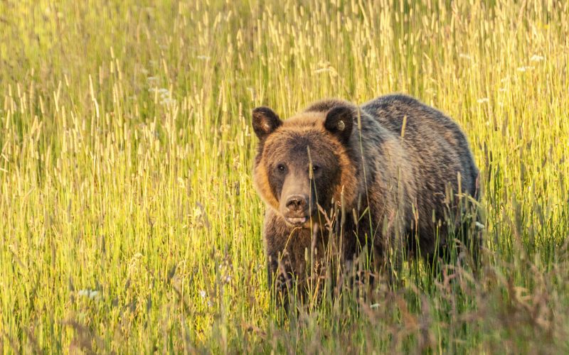 Grizzly bear approaching in Yosemite Park