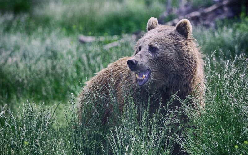 Grizzly bear growling with open mouth