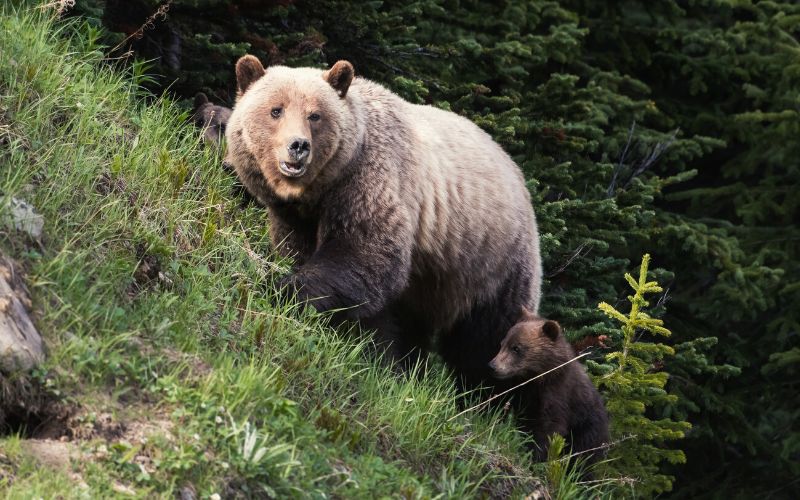 Grizzly bear with her baby