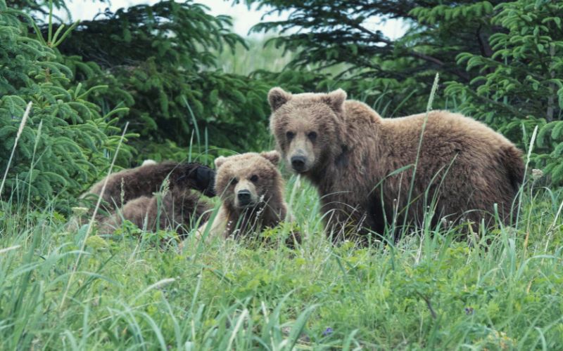 Grizzly bears with distinctive hump on shoulder