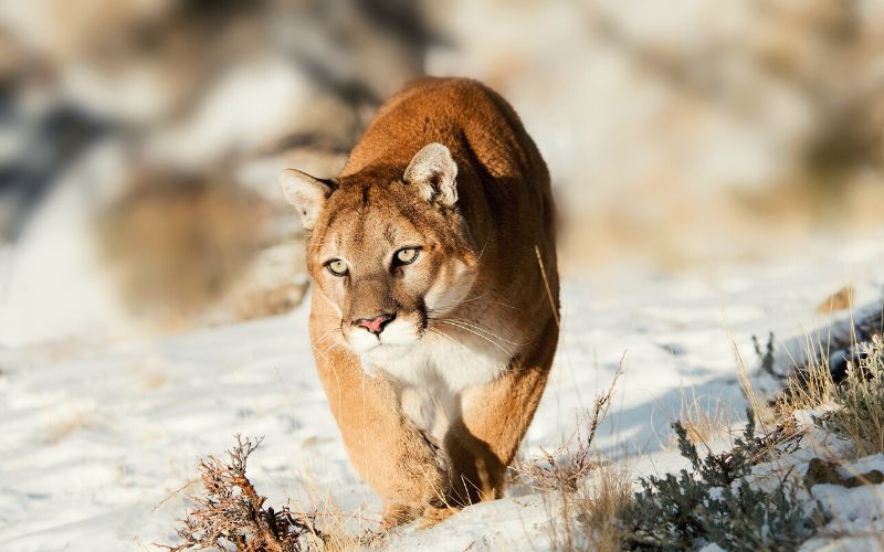 Mountain lion in the snow