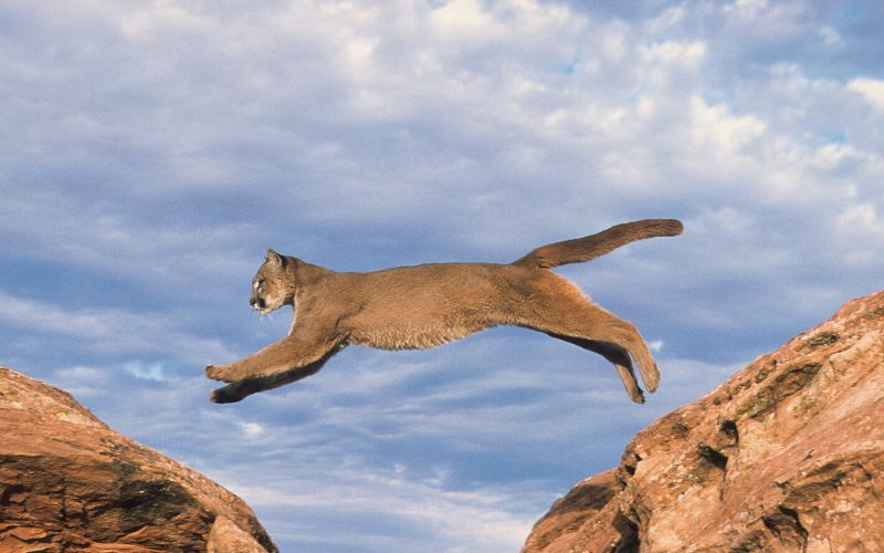 Mountain lion jumping between rocks