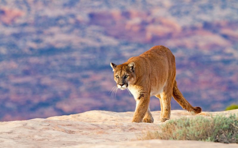 Mountain lion on the prowl