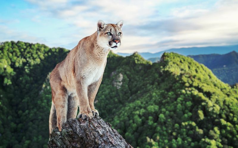 Mountain lion standing on a rock
