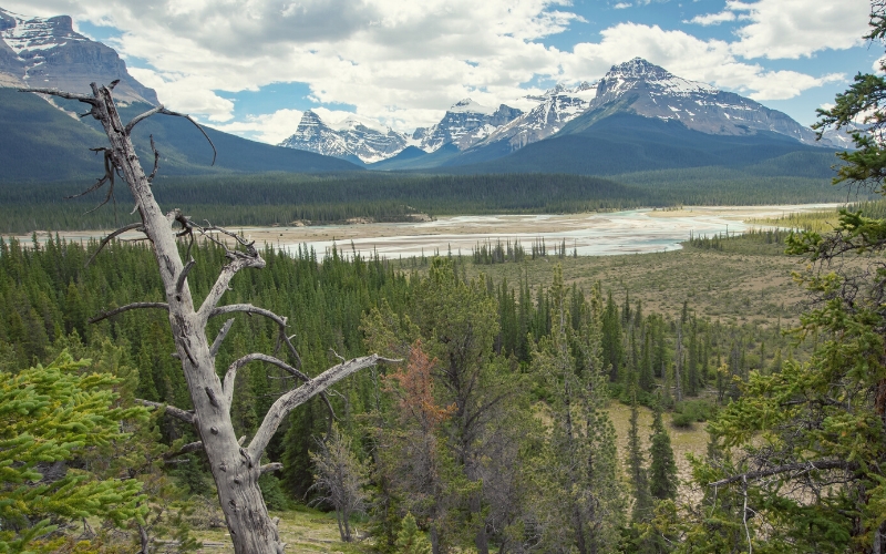 Saskatchewan River Crossing banff