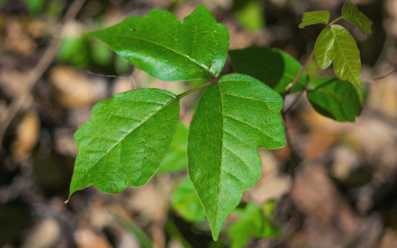 Three leaf poison ivy plant