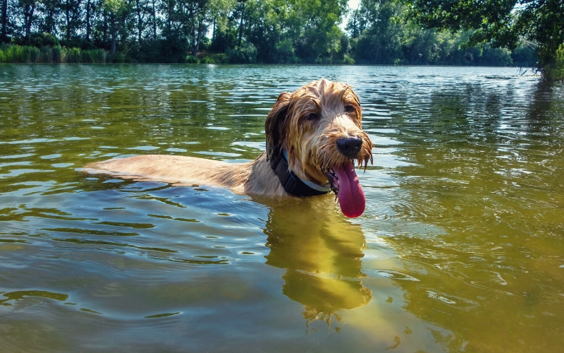 dog swimming